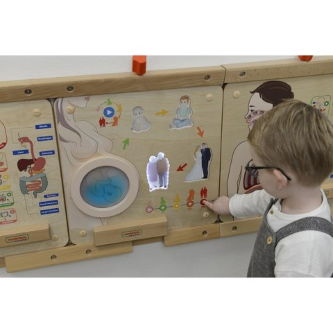 MASTERKIDZ Tablica Edukacyjna Cykl Życia Człowieka Masterkidz