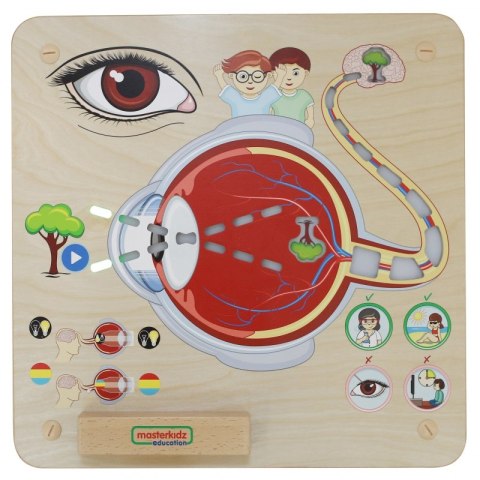 MASTERKIDZ Tablica Edukacyjna Zmysł Wzroku Masterkidz