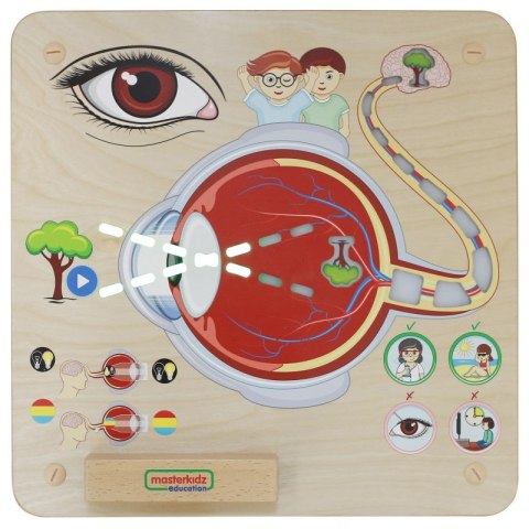 MASTERKIDZ Tablica Edukacyjna Zmysł Wzroku Masterkidz