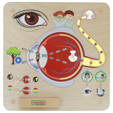 MASTERKIDZ Tablica Edukacyjna Zmysł Wzroku Masterkidz