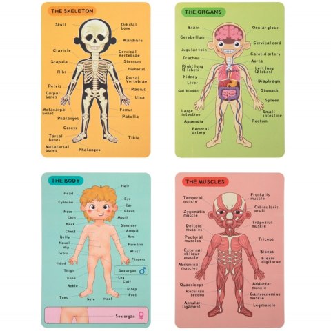 Tooky Toy Drewniane Puzzle Magnetyczne Nauka Anatomia Człowieka 78el. Tooky Toy Tooky Toy Drewniane Puzzle Magnetyczne Nauka Anatomia Człowieka 78el. Tooky Toy