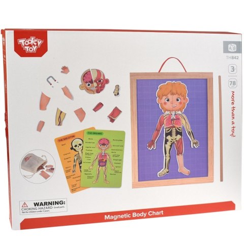 Tooky Toy Drewniane Puzzle Magnetyczne Nauka Anatomia Człowieka 78el. Tooky Toy Tooky Toy Drewniane Puzzle Magnetyczne Nauka Anatomia Człowieka 78el. Tooky Toy