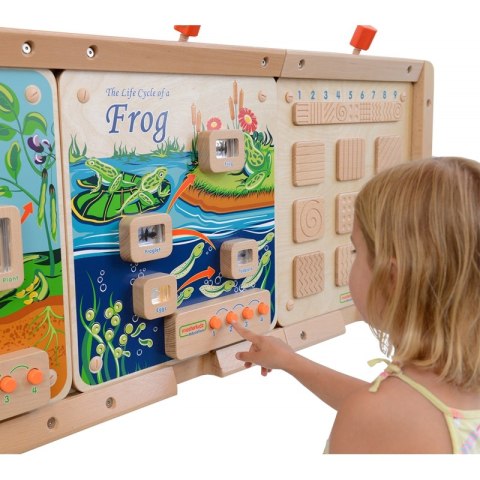 Cykl Życia Żaby Tablica Edukacyjna Masterkidz Masterkidz Cykl Życia Żaby Tablica Edukacyjna Masterkidz Masterkidz