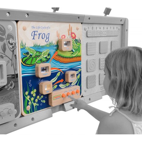 Cykl Życia Żaby Tablica Edukacyjna Masterkidz Masterkidz Cykl Życia Żaby Tablica Edukacyjna Masterkidz Masterkidz